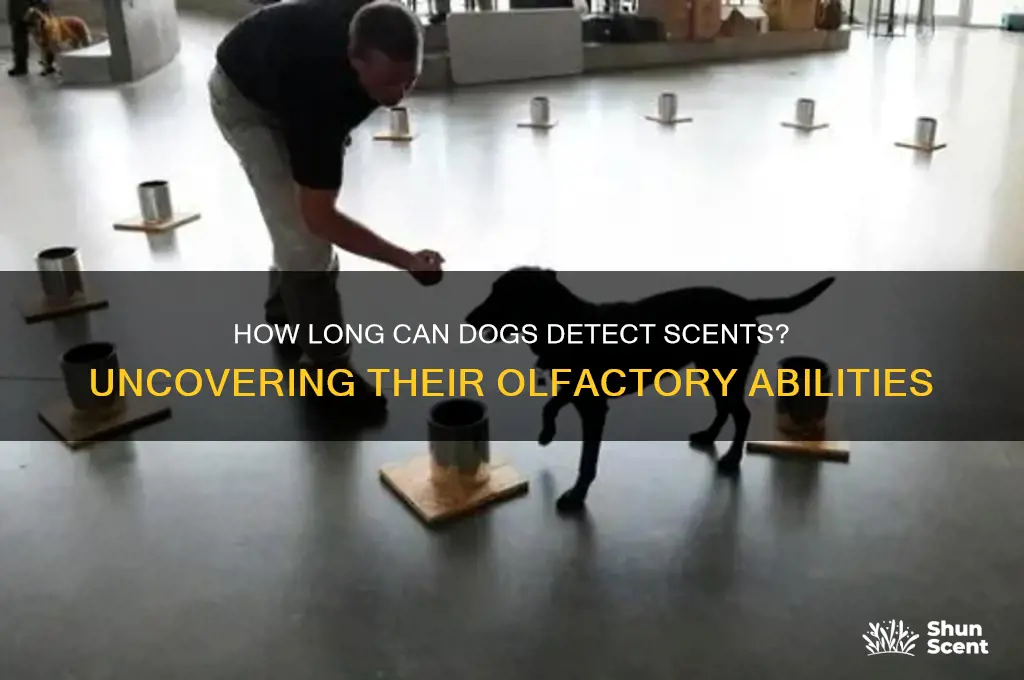 how long can a dog detect a scent