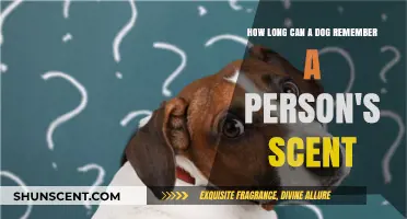 How Long Do Dogs Remember a Person's Scent?