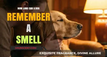 Canine Memory Marvels: The Astonishing Longevity of a Dog's Sense of Smell