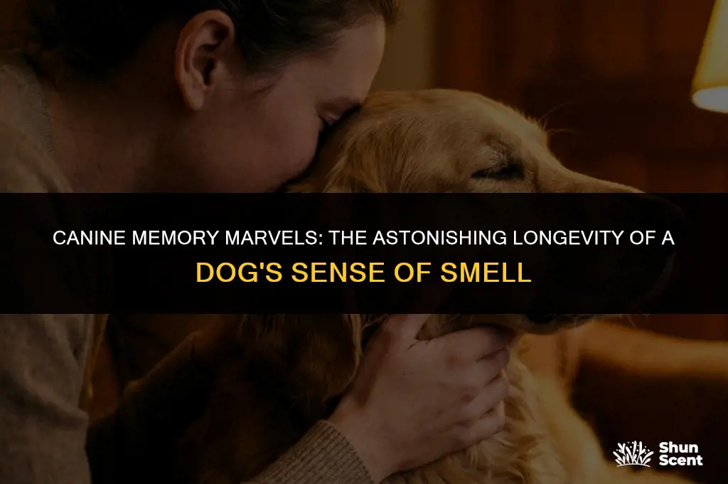 how long can a dog remember a smell