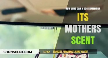 Can Dogs Remember Their Mother's Scent for a Lifetime?