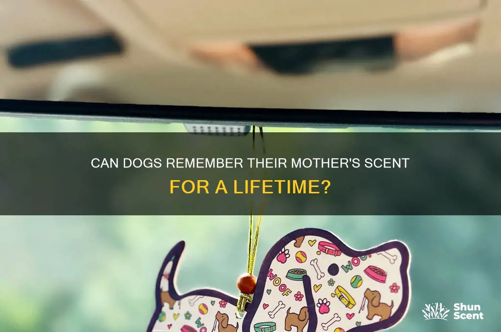 how long can a dog remember its mothers scent