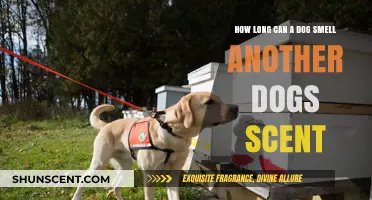 How Long Can Dogs Detect Another Dog's Scent? Unveiling Canine Olfactory Abilities