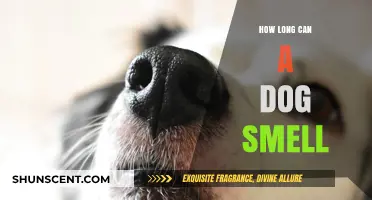 Unleashing the Power of a Dog's Nose: A Comprehensive Guide