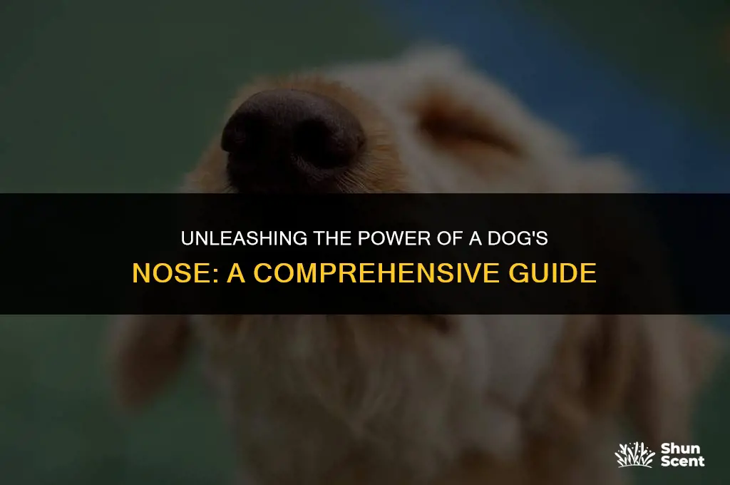 how long can a dog smell