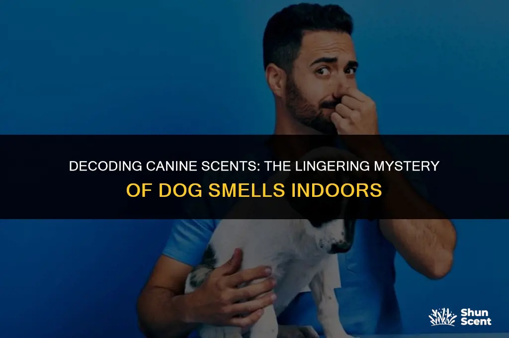 how long can a dogs smell last in a room