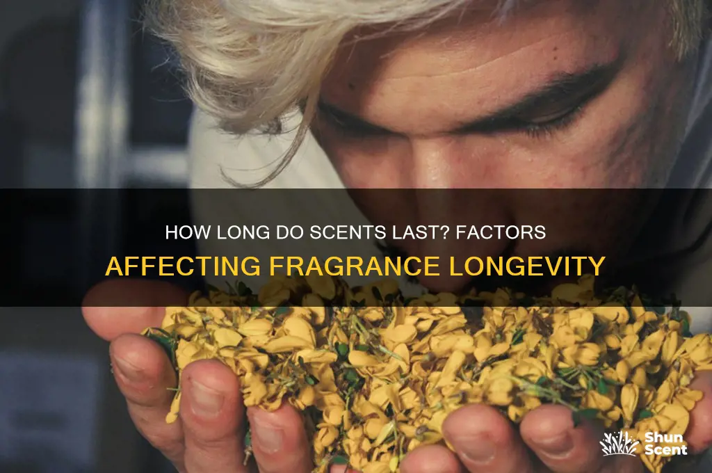 how long can a scent last