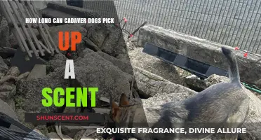 Cadaver Dogs' Scent Detection: How Long Can They Pick Up a Scent?