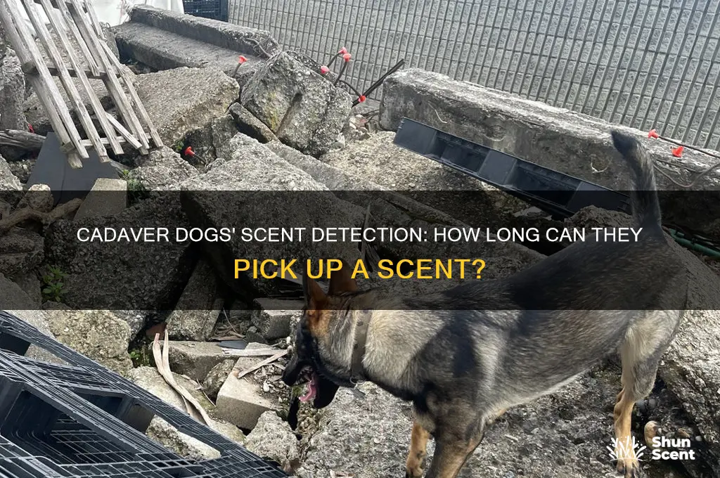 how long can cadaver dogs pick up a scent