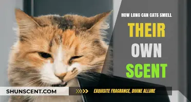 How Long Do Cats Detect Their Own Scent Markers?