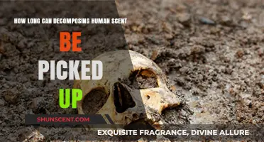 Detecting Decomposing Human Scent: Duration and Factors Affecting Detection