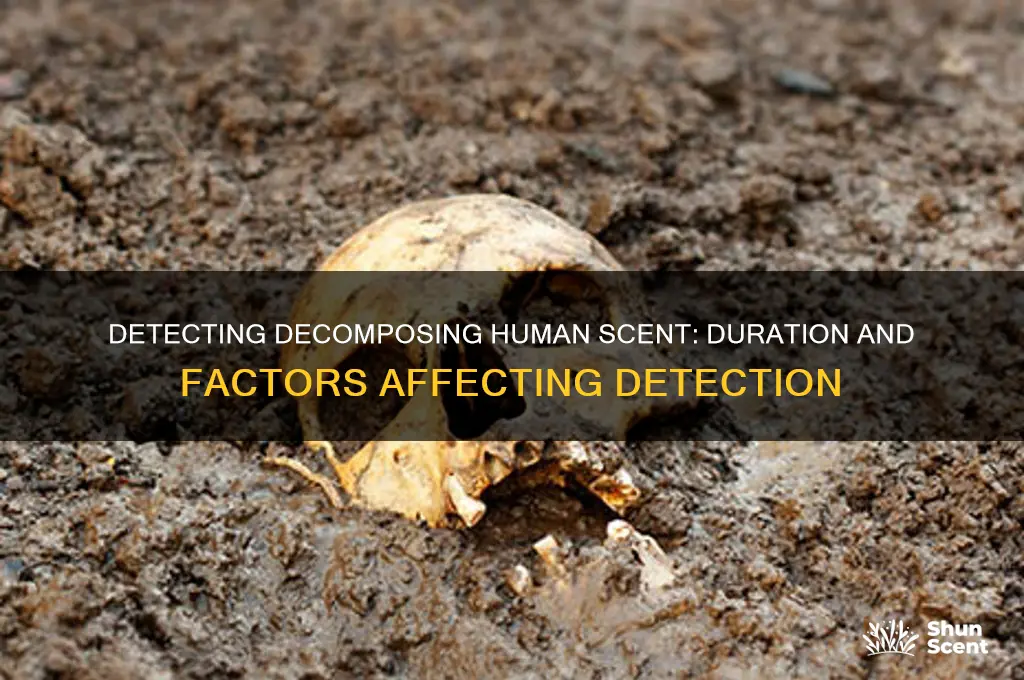 how long can decomposing human scent be picked up