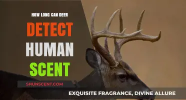 Deer's Remarkable Scent Detection: How Long Can They Sense Humans?