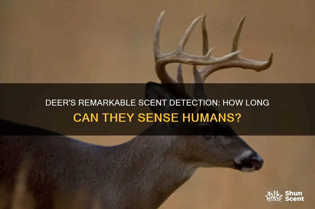how long can deer detect human scent