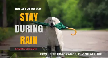 How Rain Affects a Dog's Scent Trail and Detection Time