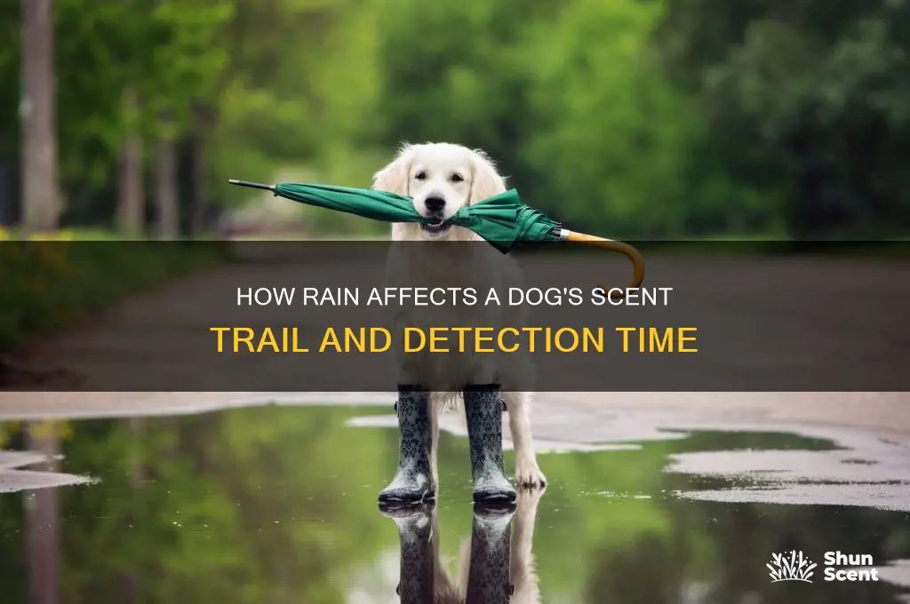 how long can dog scent stay during rain