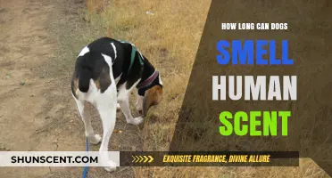 How Long Can Dogs Detect and Track Human Scents?