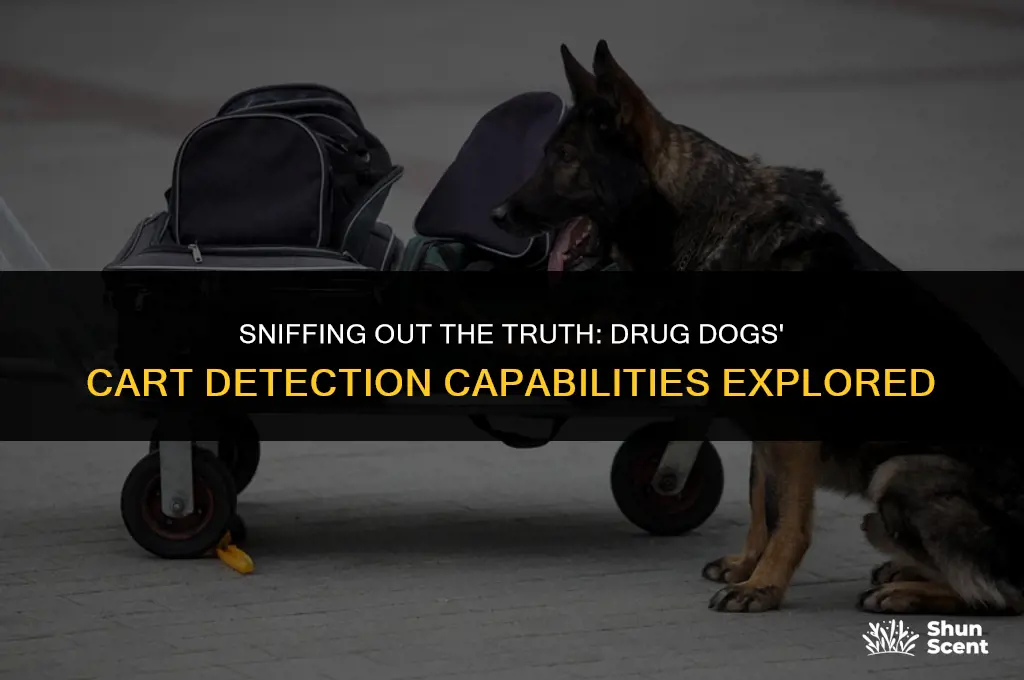 how long can drug dogs smell carts