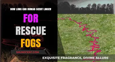 How Long Does Human Scent Last for Rescue Dogs?