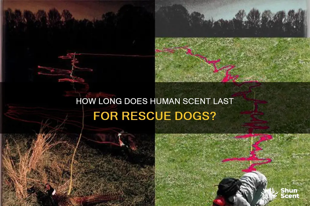 how long can humab scent linger for rescue fogs