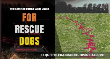 How Long Does Human Scent Last for Rescue Dogs?