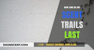Understanding the Lifespan of Ant Scent Trails: How Long Do They Last?
