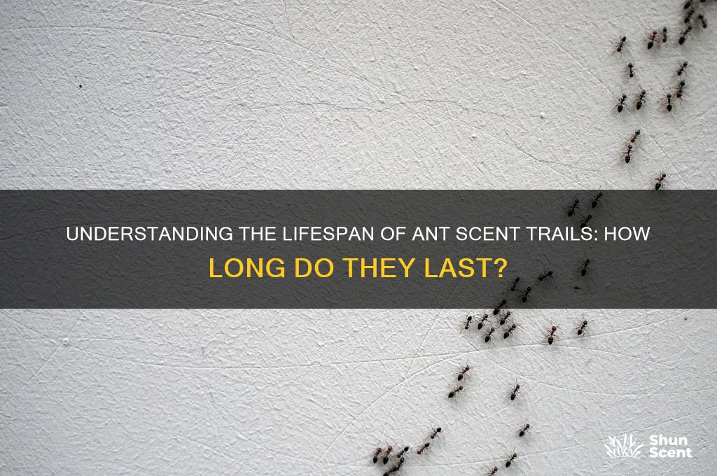 how long do ant scent trails last
