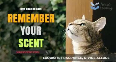 How Long Do Cats Remember Your Scent? Exploring Feline Memory