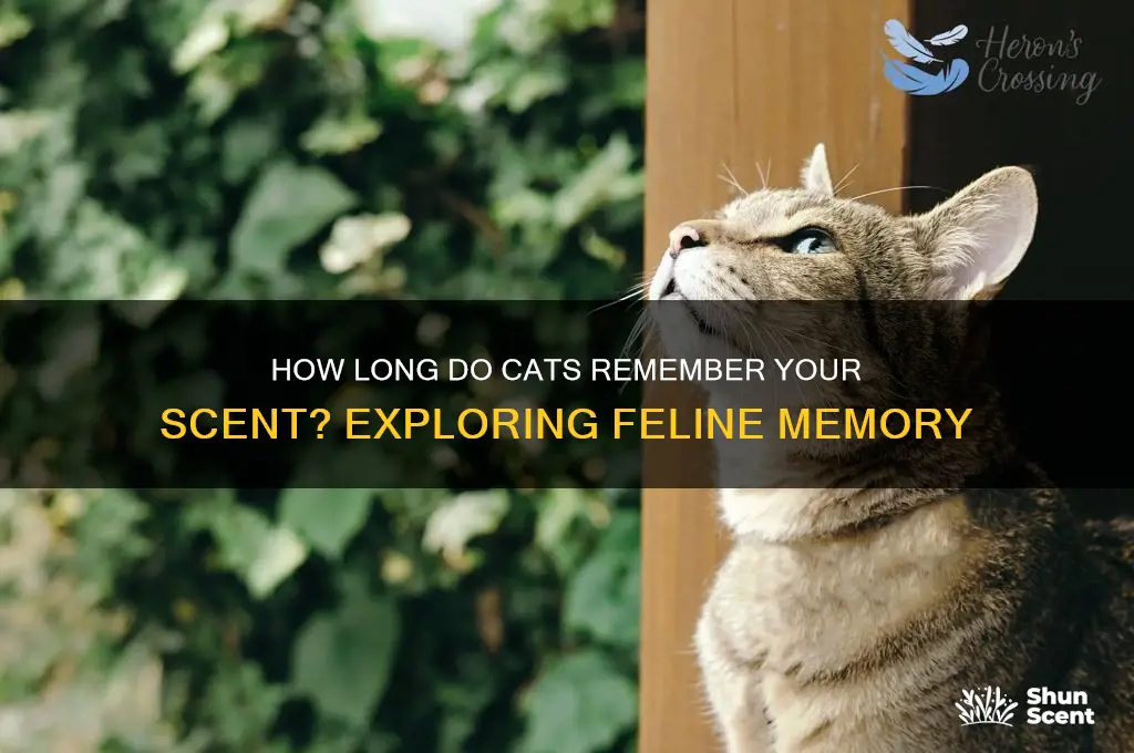 how long do cats remember your scent