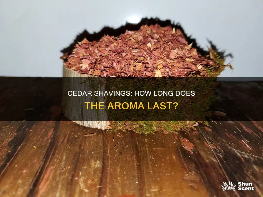 how long do cedar shavings aroma