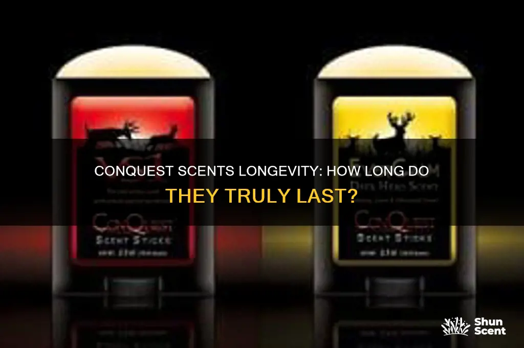 how long do conquest scents last