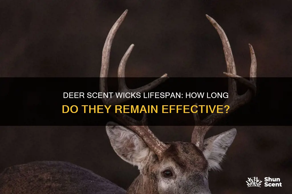 how long do deer scent wicks last