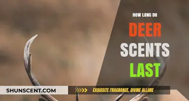 Deer Scents: Understanding Their Longevity and Effectiveness in Hunting