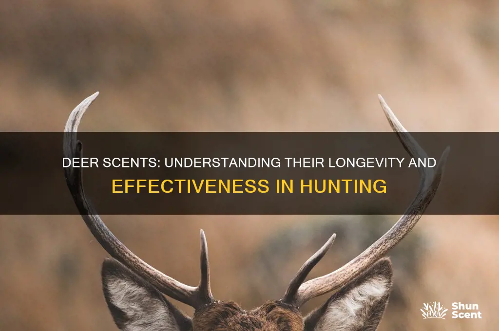 how long do deer scents last
