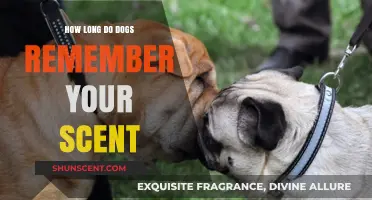 How Long Do Dogs Remember Your Scent: Unlocking Canine Memory Secrets