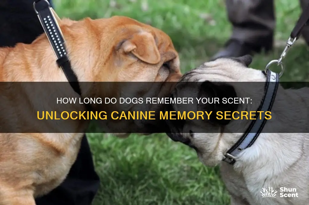 how long do dogs remember your scent