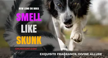Skunk Spray Aftermath: How Long Does the Odor Linger on Your Dog?