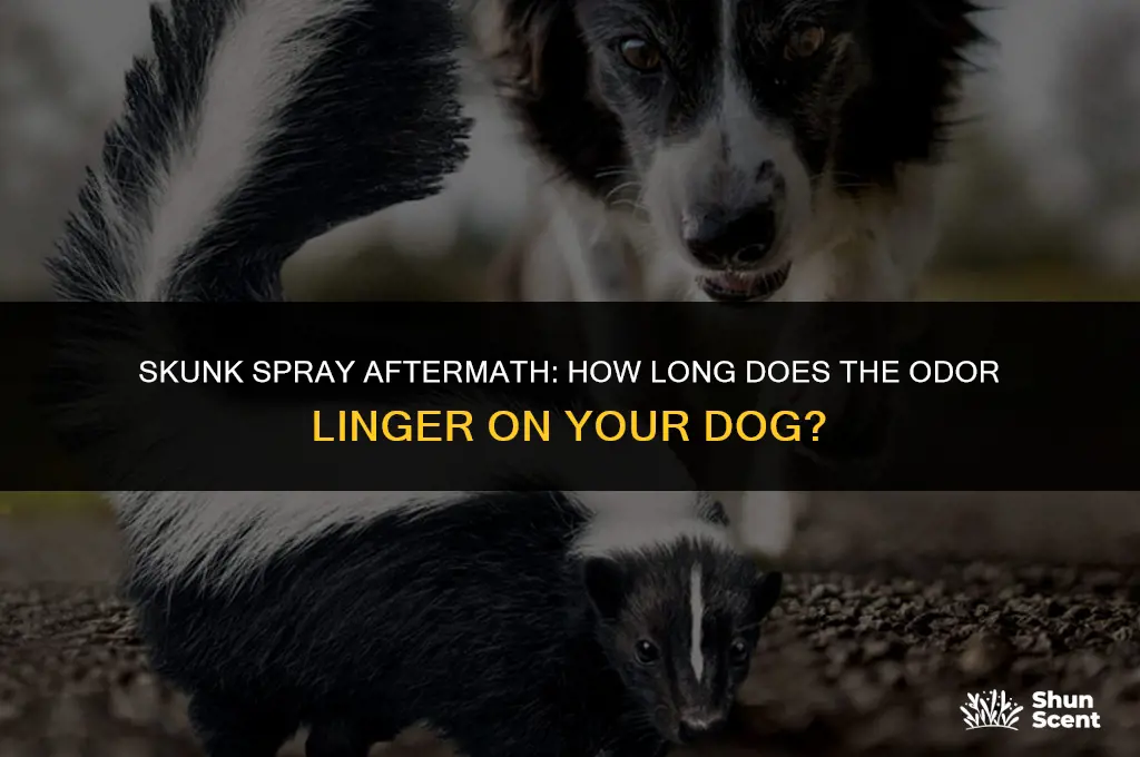 how long do dogs smell like skunk
