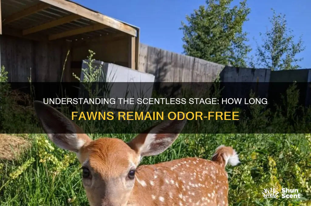 how long do fawns have no scent