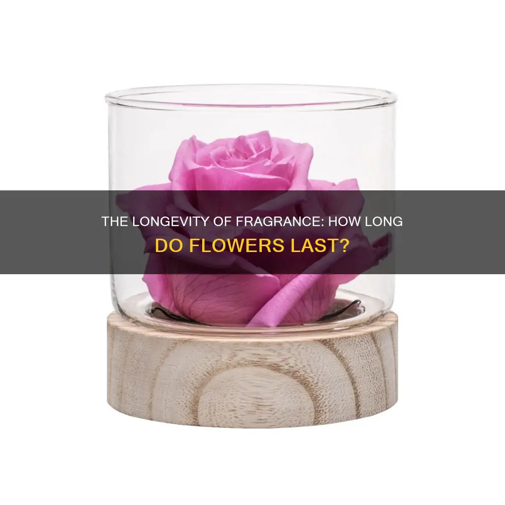 how long do fragrance flowers last