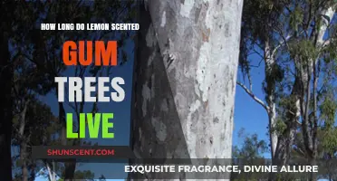 Lemon Scented Gum Trees Lifespan: How Long Do They Live?