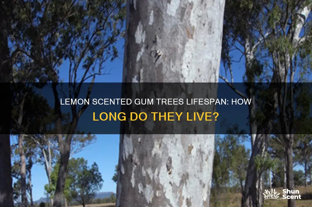 how long do lemon scented gum trees live