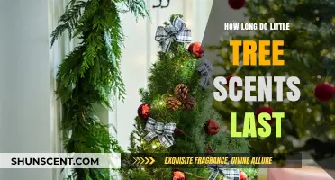 Little Tree Scents: Understanding Their Longevity and Freshness Duration