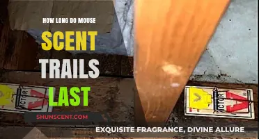 Understanding Mouse Scent Trails: Duration and Impact on Pest Control