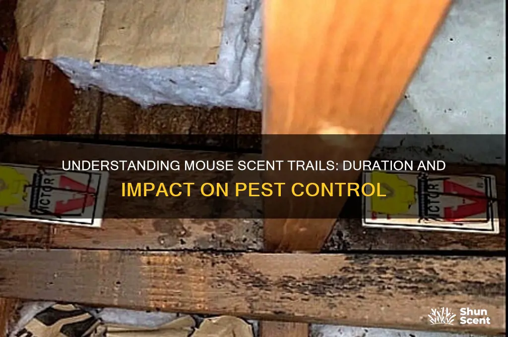 how long do mouse scent trails last