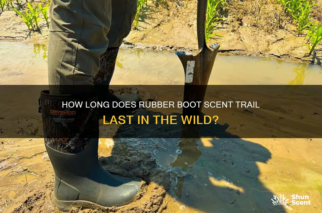 how long do rubber boot leave a scent trail for