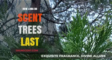 How Long Do Scent Trees Last? A Comprehensive Lifespan Guide