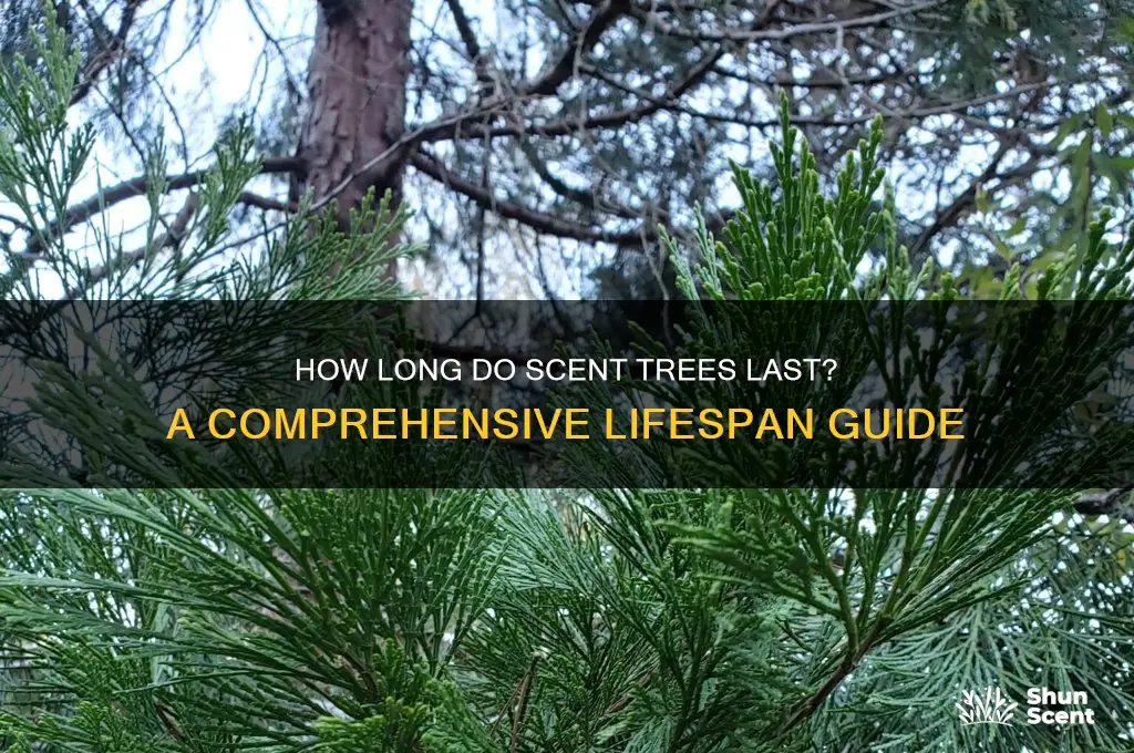 how long do scent trees last