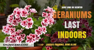 Maximizing the Lifespan of Scented Geraniums Indoors: Tips and Care
