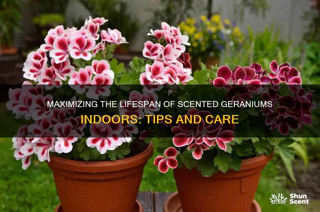 how long do scented geraniums last indoors